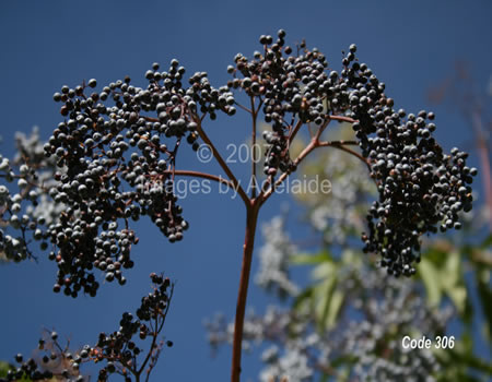 Elderberries